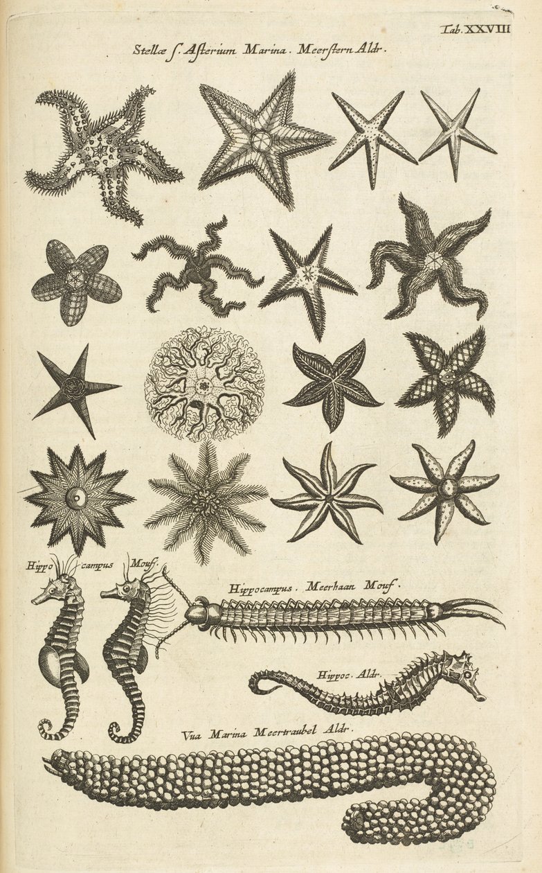 Tab XXVIII, sjøstjerner og sjøhester, Illustrasjon fra av Mattaus the Younger Merian