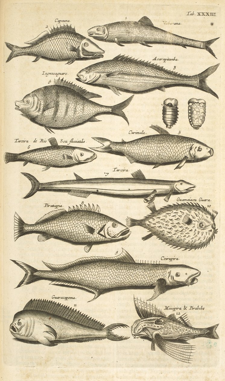 Tab. 33, Piggfisk, Illustrasjon fra "Firebeintes naturhistorie" av Mattaus the Younger Merian