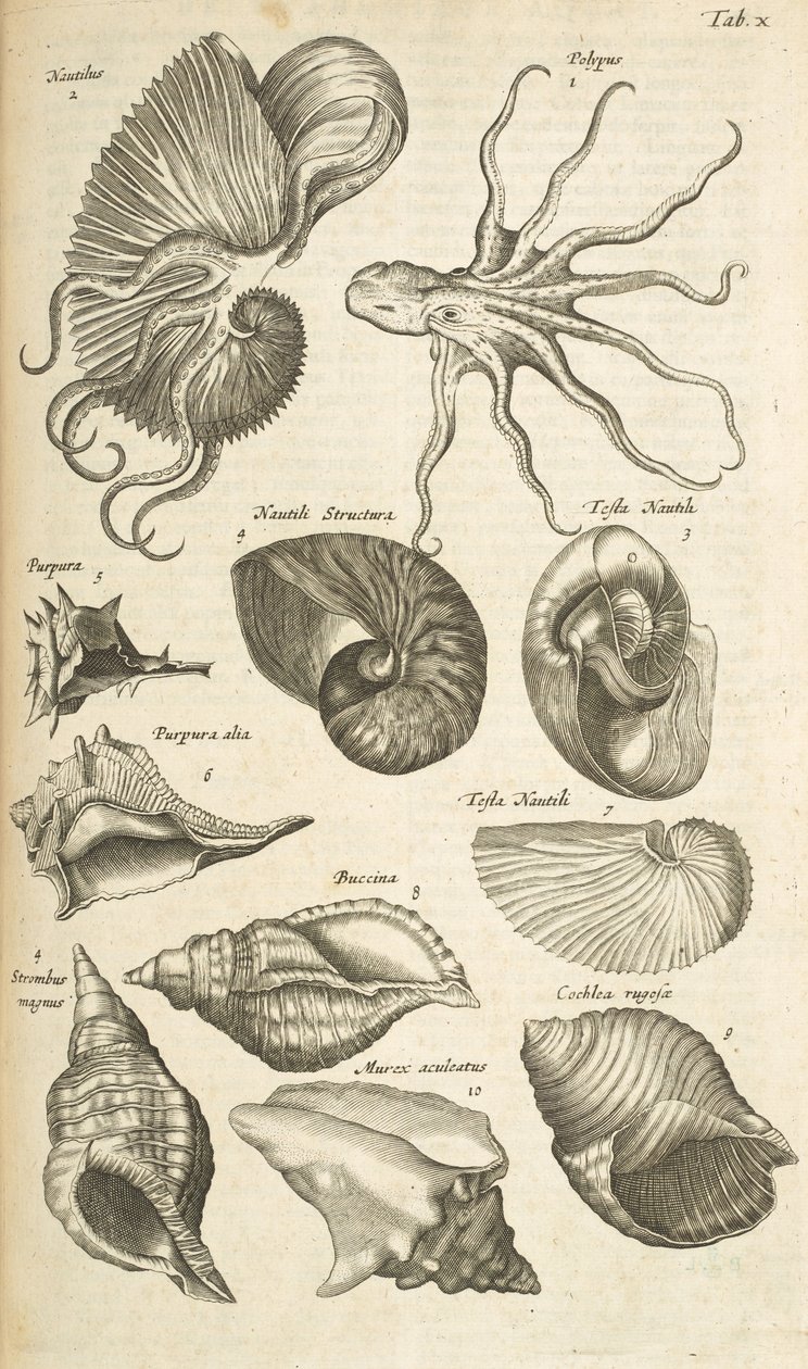 Tab X, blekksprut- og Nautilus-skjell, illustrasjon fra 