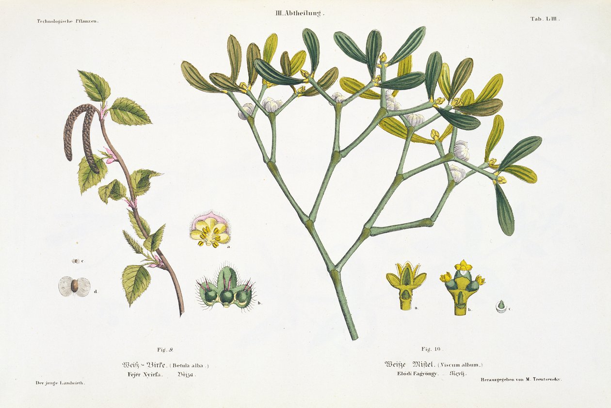 Bjørk (venstre) og Misteltein (høyre), fig. 9 og 10 fra 