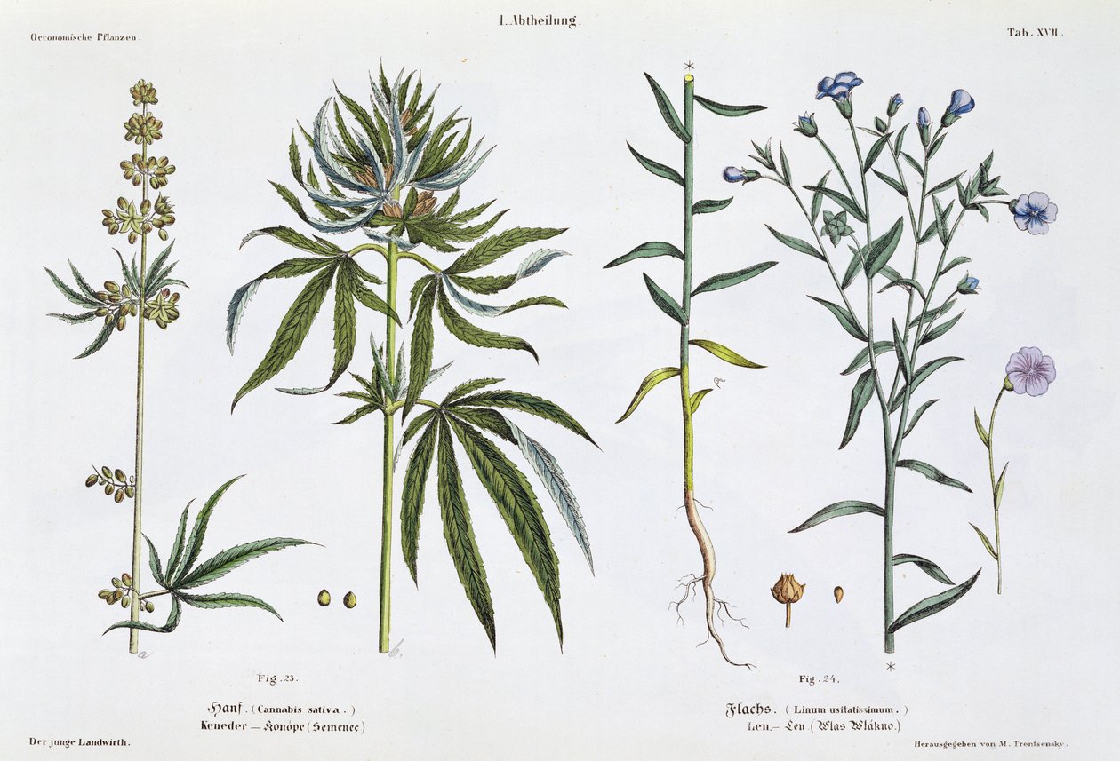 Cannabis og lin, fra 