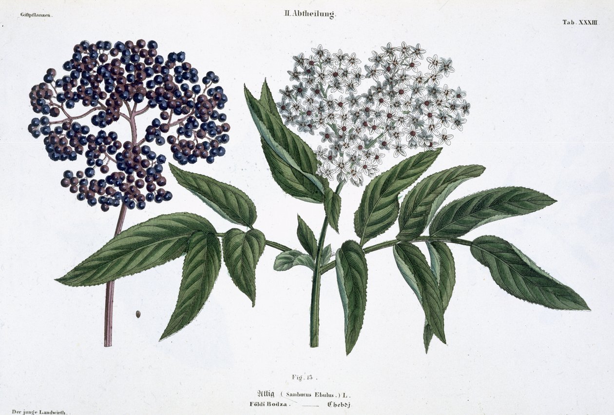 Eldste, fig. 13 fra 