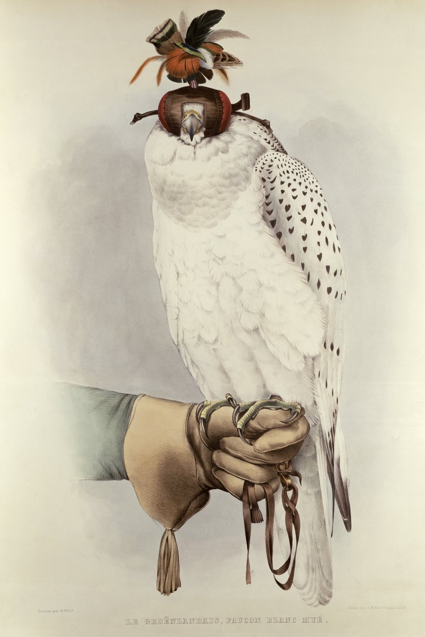 Le Greenlandais, Faucon Blanc Mue, fra Traite de Fauconnerie av H. Schlegel & A.H. Verster de Wulverhorst, 1844-53 av Mattias Wolf