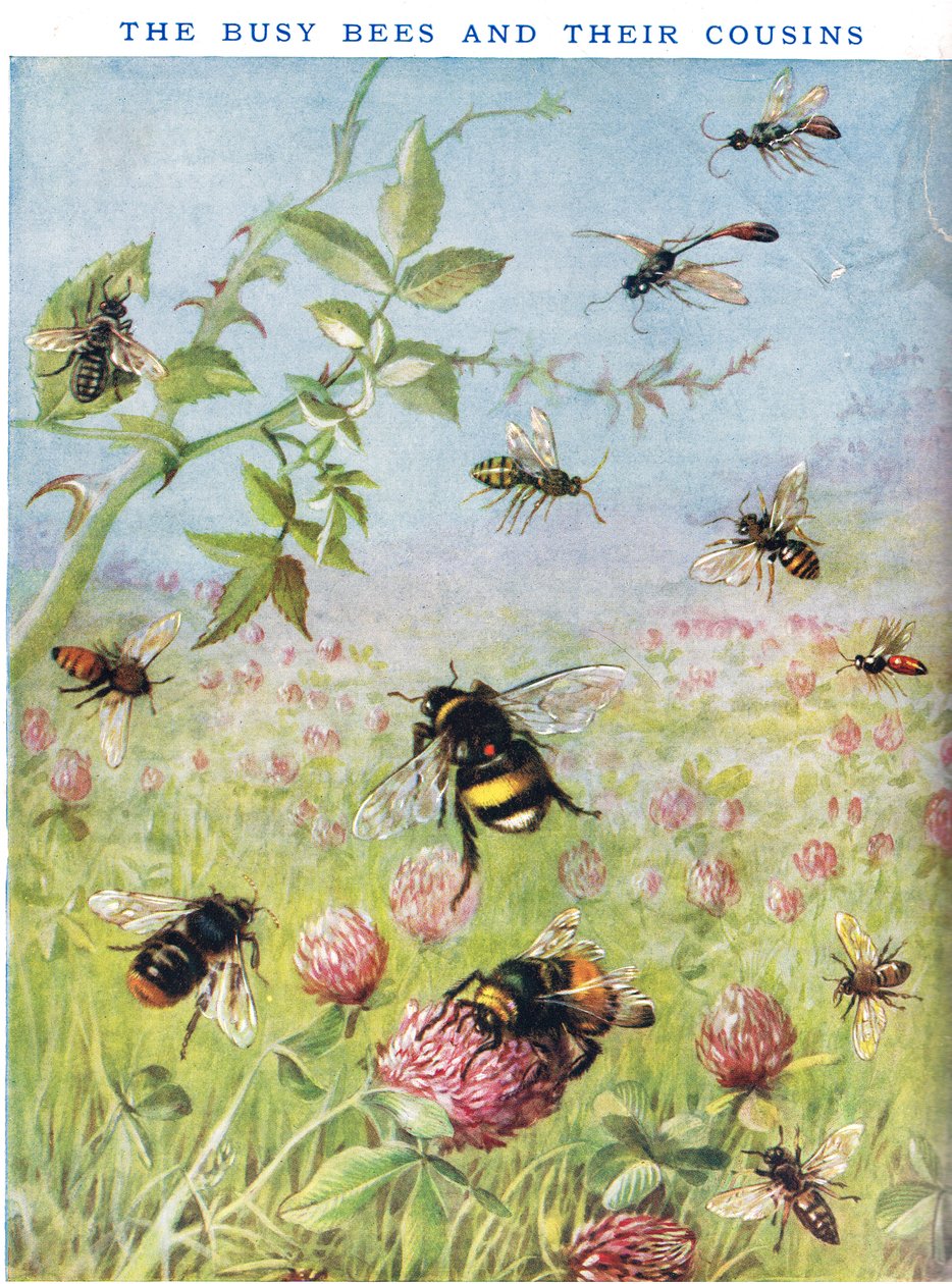 The Busy Bees og deres søskenbarn av Maud Scrivener