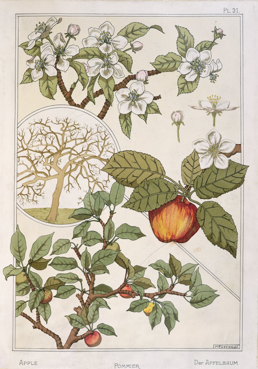 Epletre, frukt og blomster, fra 