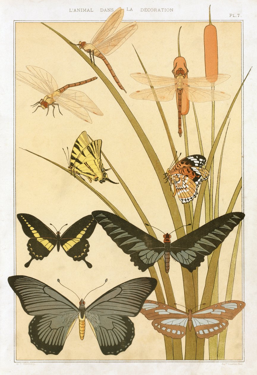 Sommerfugler, fra "The Animal in the Decoration" av Maurice Pillard Verneuil, pub. 1897 (fargelitografi) av Maurice Pillard Verneuil
