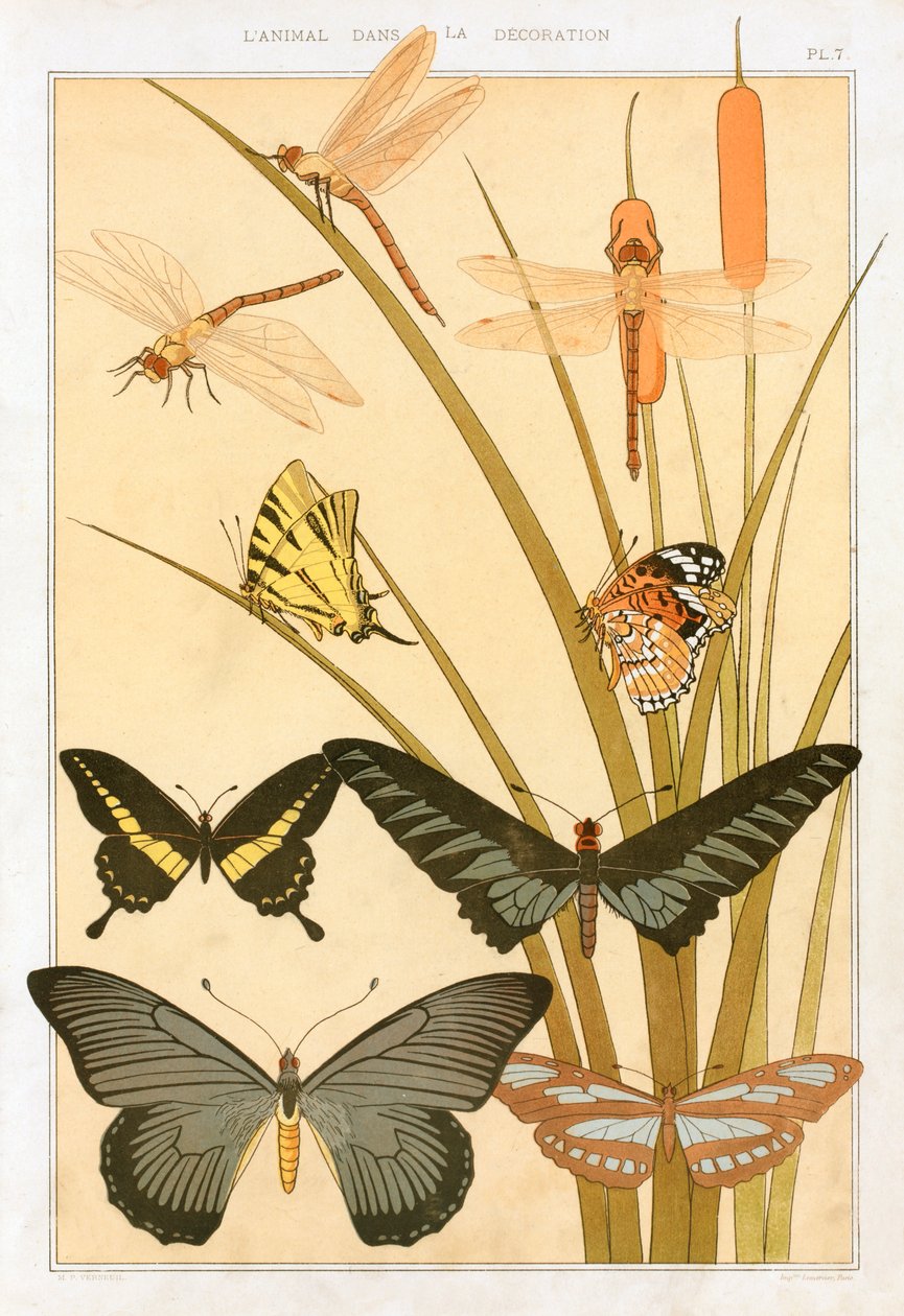 Sommerfugler, pub. 1897. av Maurice Pillard Verneuil