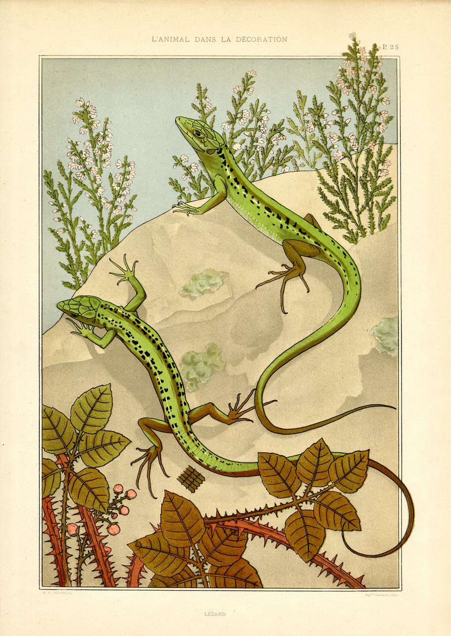 Naturalistisk øglemotiv i jugendstil (lito) av Maurice Pillard Verneuil