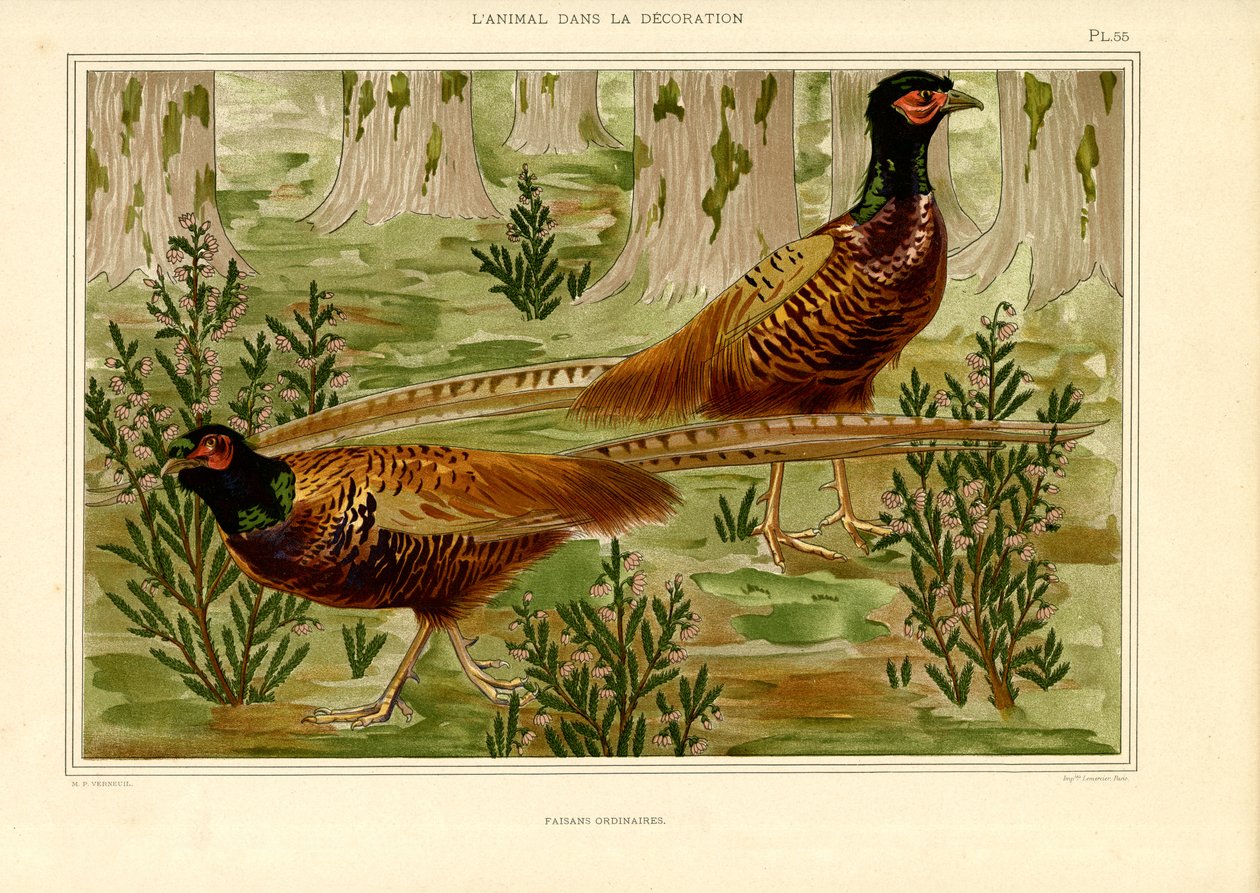 Naturalistisk fasanpar i skog (lito) av Maurice Pillard Verneuil