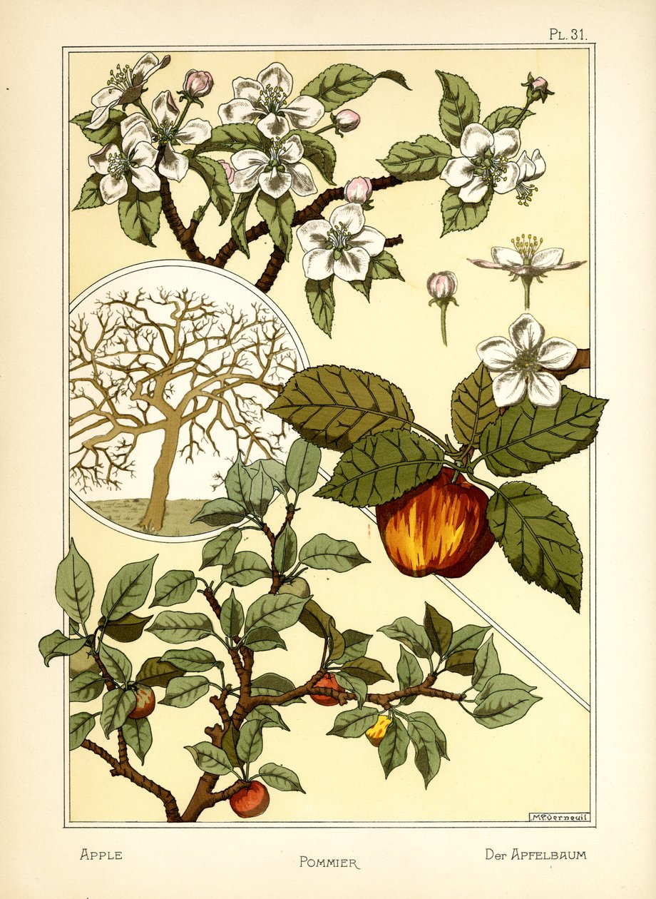 Epletreet (farge litho) av Maurice Pillard Verneuil
