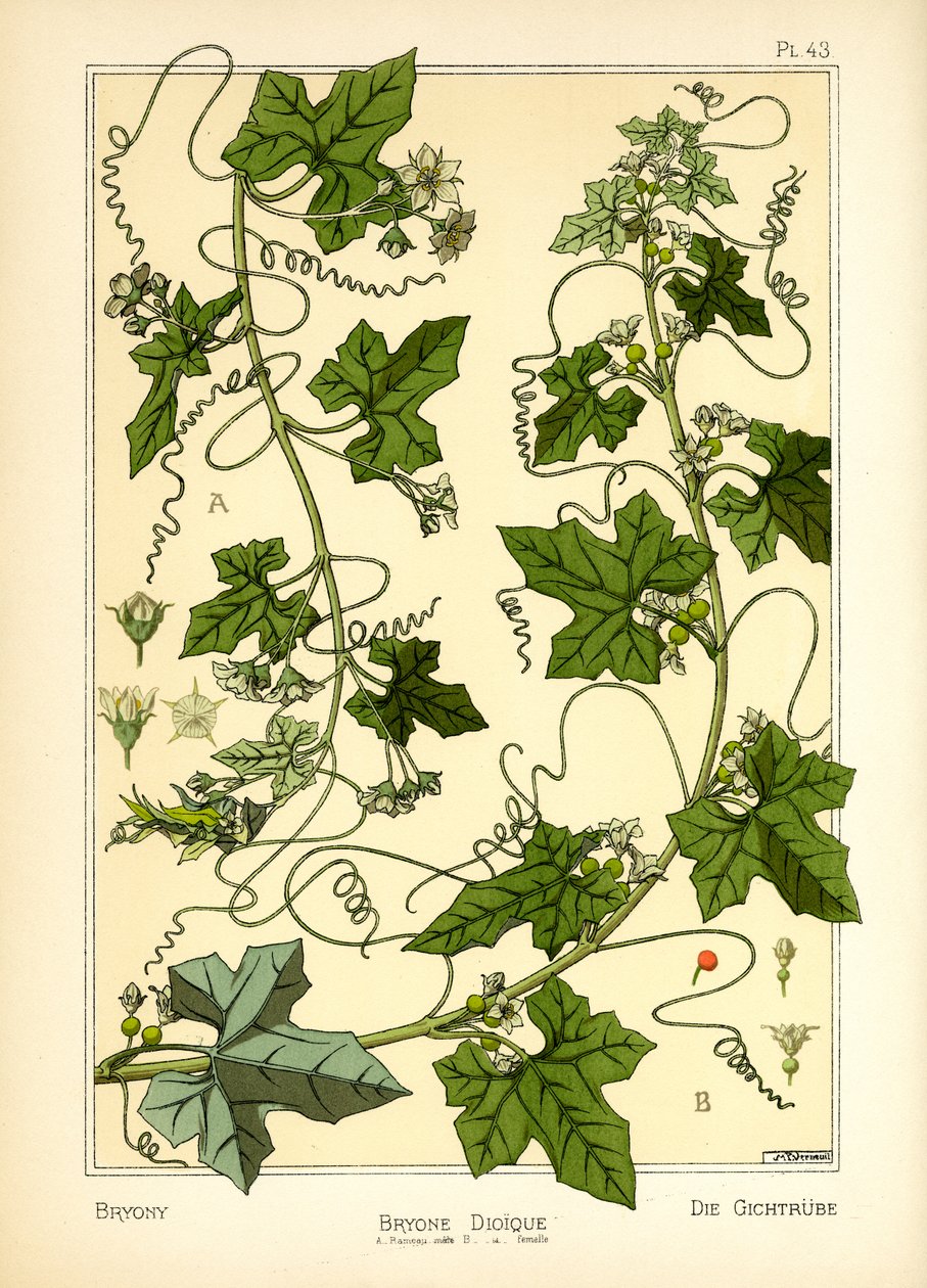 The Bryony (farge litho) av Maurice Pillard Verneuil