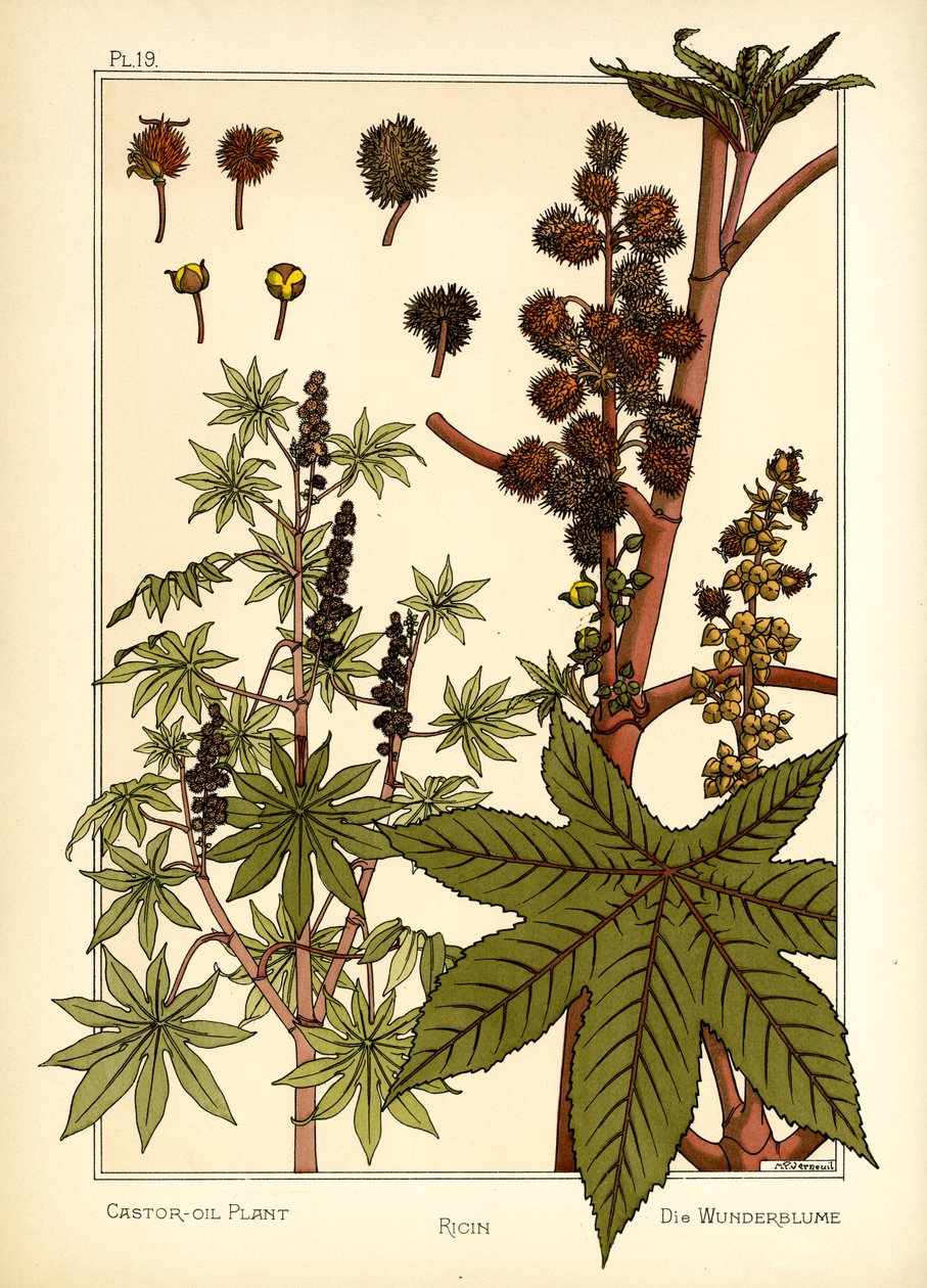 The Castor Oil Plant (farge litho) av Maurice Pillard Verneuil