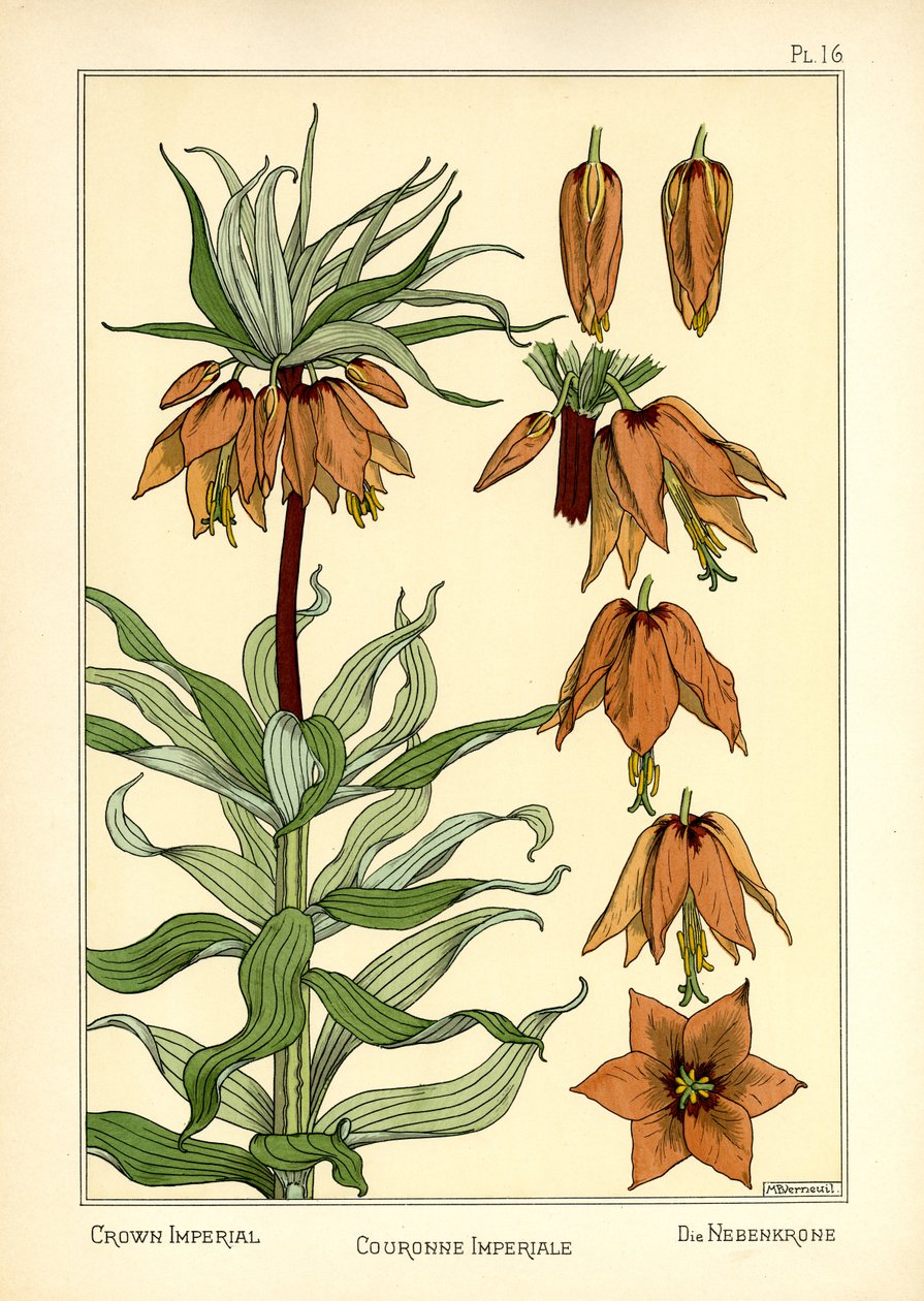 The Crown Imperial (farge litho) av Maurice Pillard Verneuil