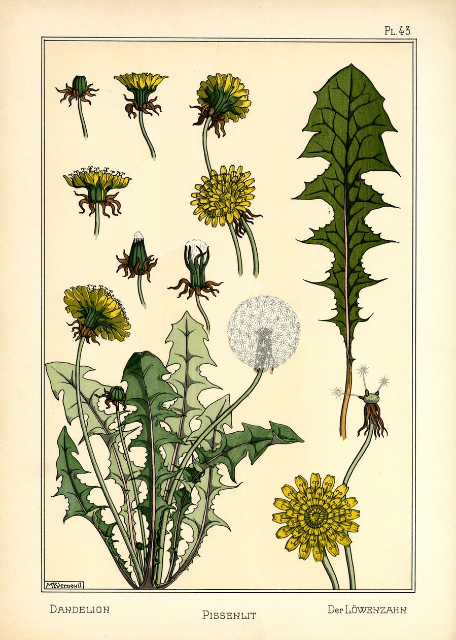 Løvetann (farge litho) av Maurice Pillard Verneuil