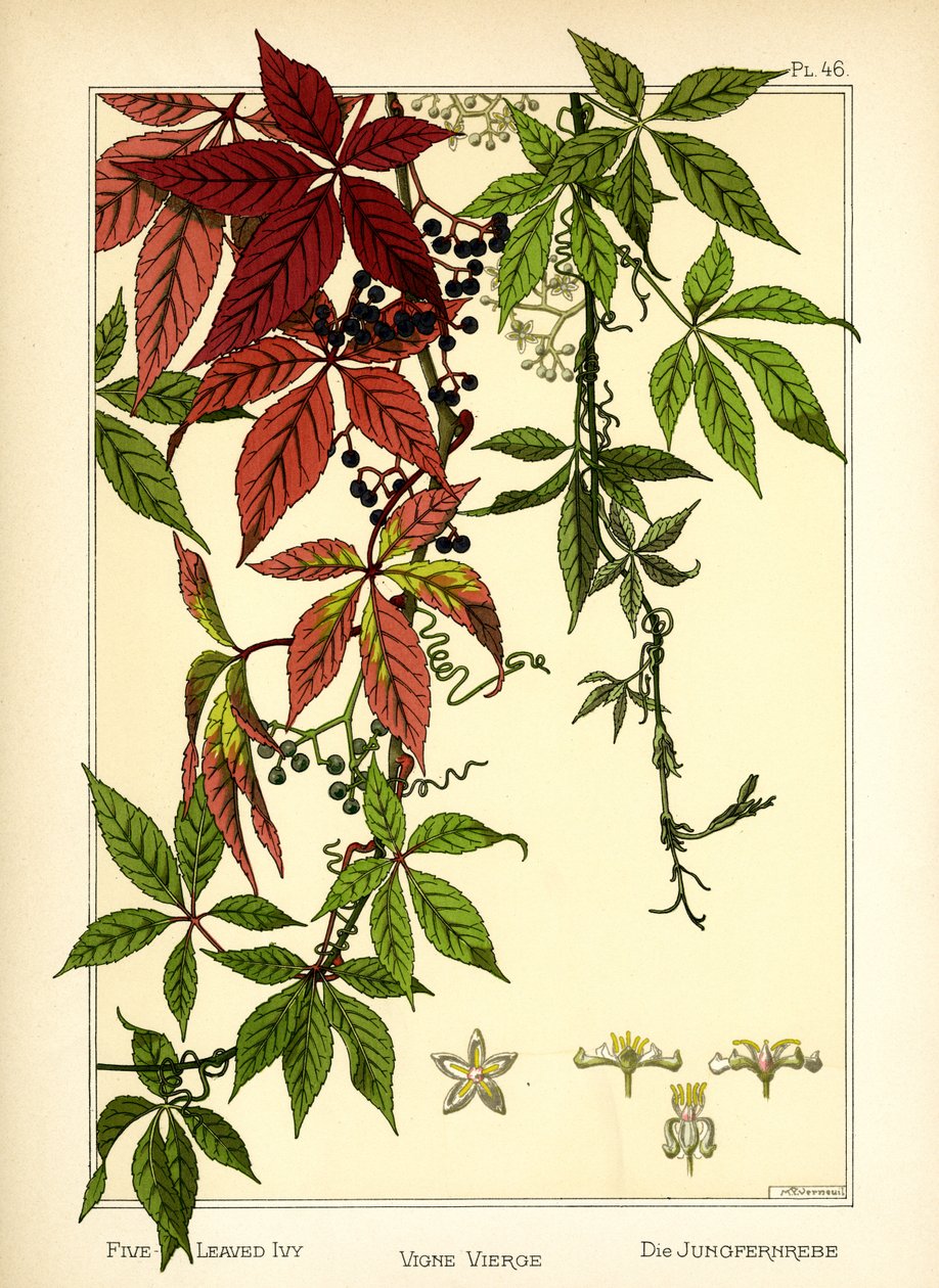 The Five-leaved Ivy (farge litho) av Maurice Pillard Verneuil