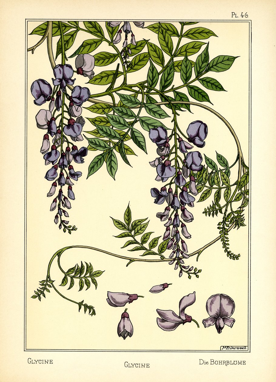 The Glycine (farge litho) av Maurice Pillard Verneuil
