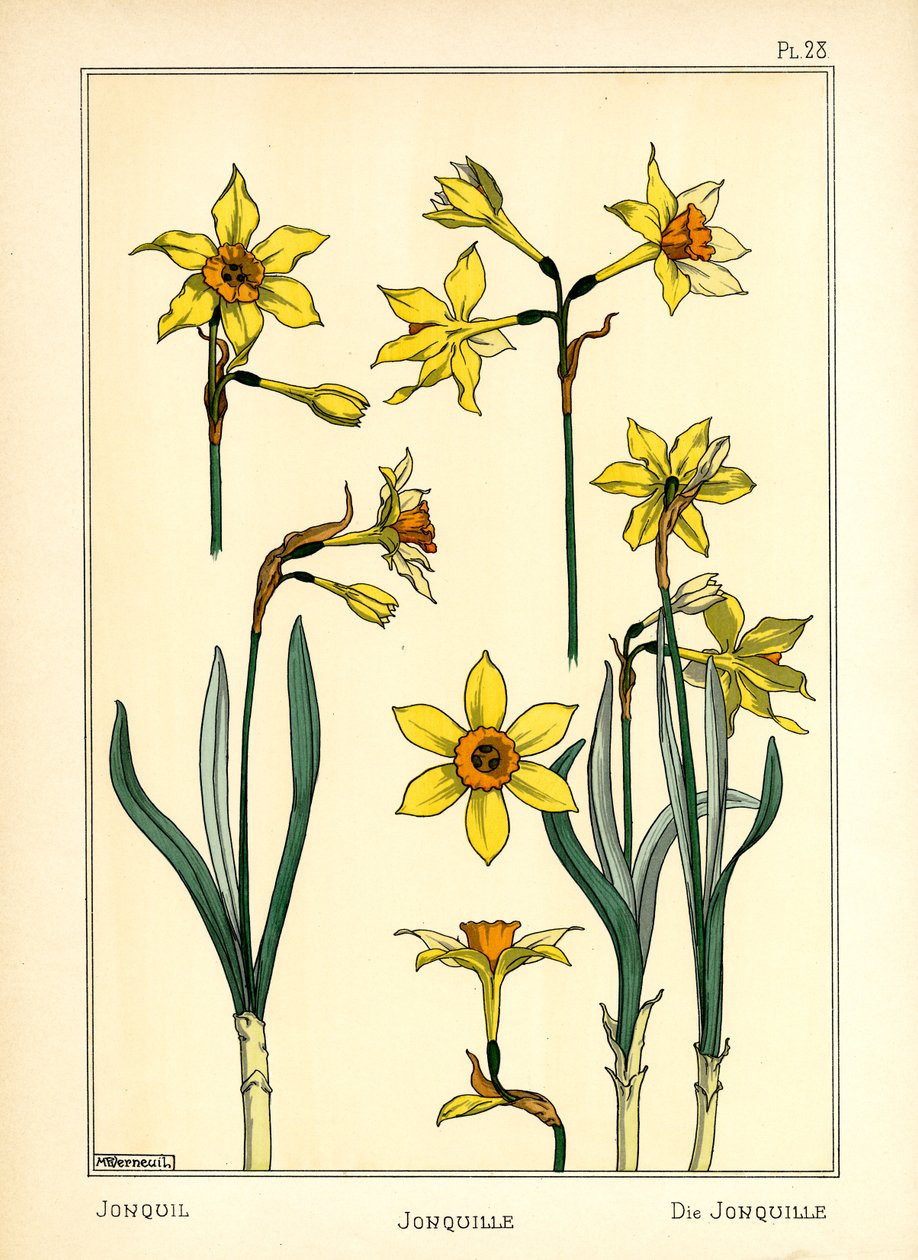 The Jonquil (farge litho) av Maurice Pillard Verneuil