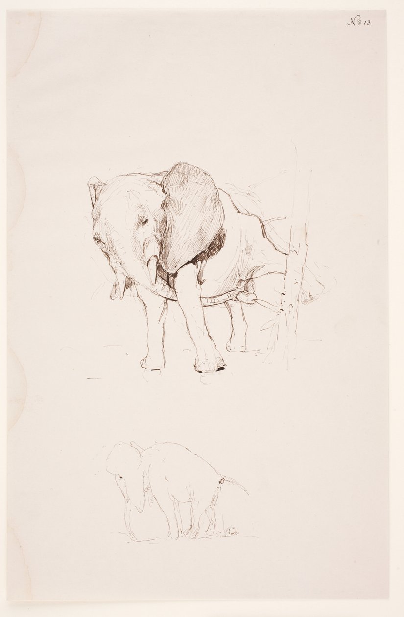 "Weg der Befleckung" - Elephant tjener sitt nødbehov. 2 studier av Max Klinger