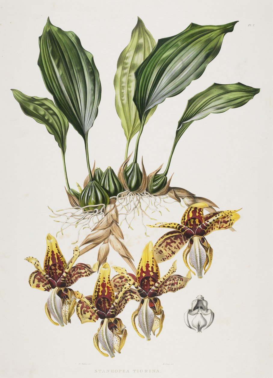 Stanhope Tiger Orchid, 1838 av Maxim Gauci