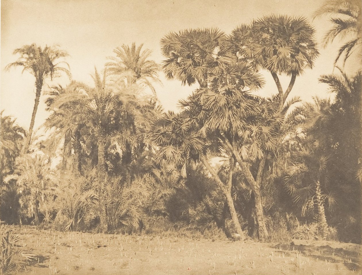 Wood of Daddelpalmer og Doums, i Hamarneh, 1849-50. av Maxime Du Camp