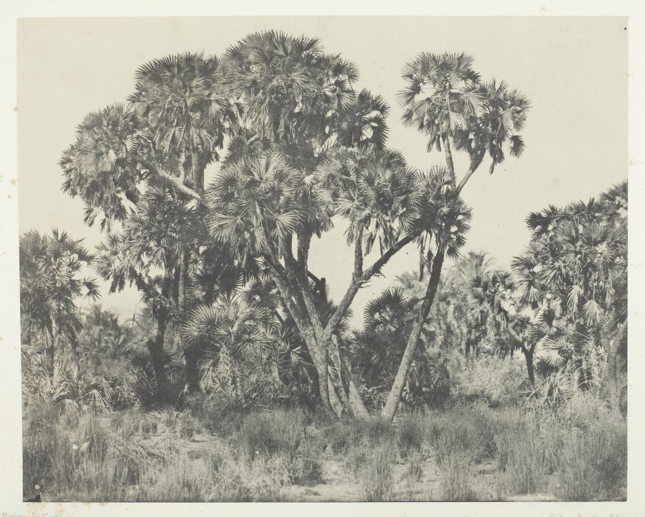 Doum palmer, Øvre Egypt av Maxime Du Camp