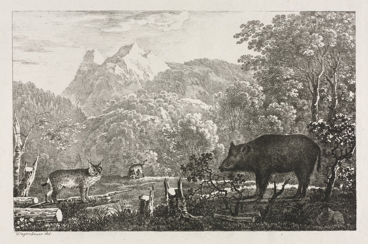 Villsvin, villkatt og gaupe av Maximilian Josef Wagenbauer