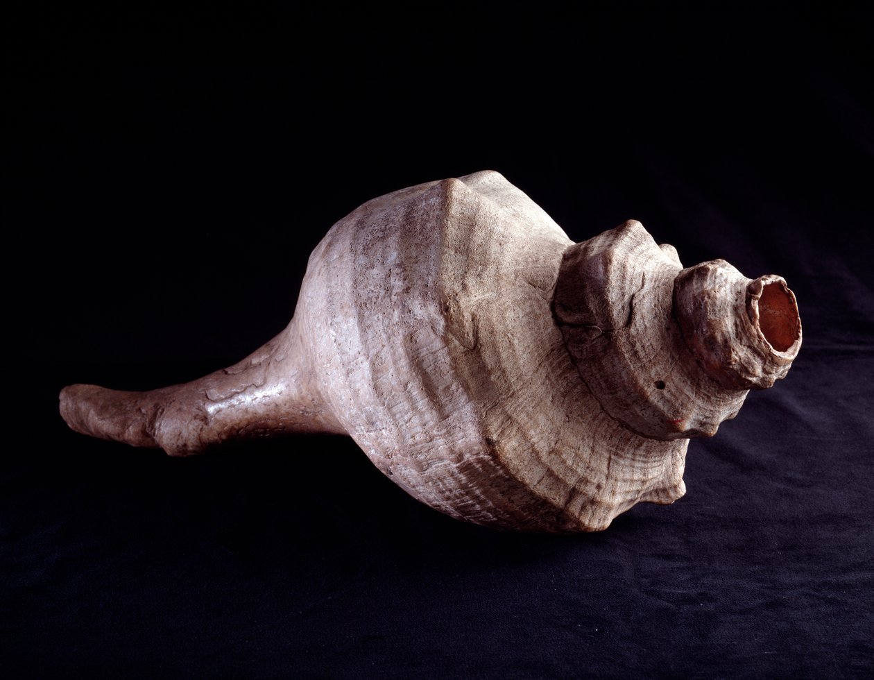 Precolombiansk kunst, Maya-sivilisasjon, klassisk periode: havskjell brukt som musikkinstrument (trompet). fra Uaxactun, Guatemala. Dim. 19,2x41,5 cm Guatemala, Museo Nazionale di Archeologia e Etnologia - førkolumbiansk kunst, Maya-sivilisasjonen, klassis av Mayan Mayan