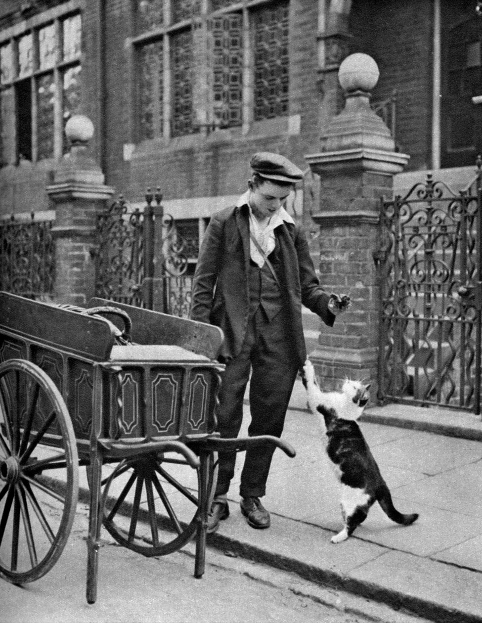 Cats meat man, London, 1926-1927 av McLeish