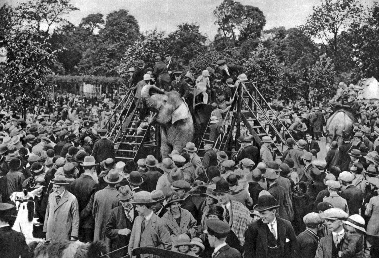 Elefantturer i London Zoo, 1926-1927 av McLeish