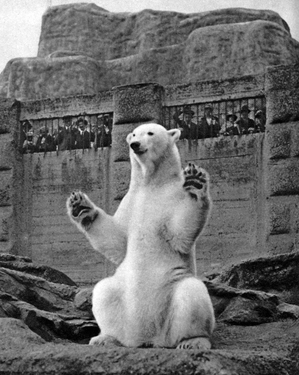 Isbjørn på Mappin-terrassen i London Zoo, 1926-1927 av McLeish