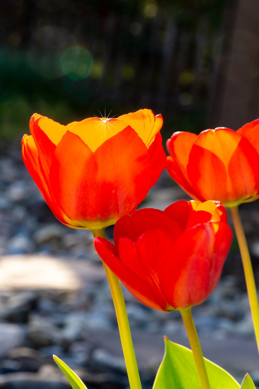 skinnende TULIP av Melanie Hermine Lichterfeld