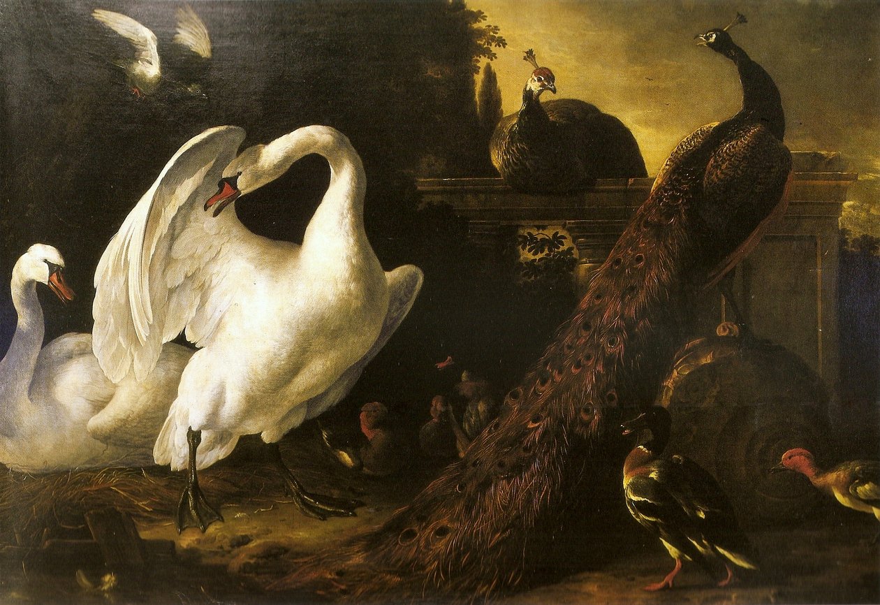Svaner og påfugler av Melchior de Hondecoeter