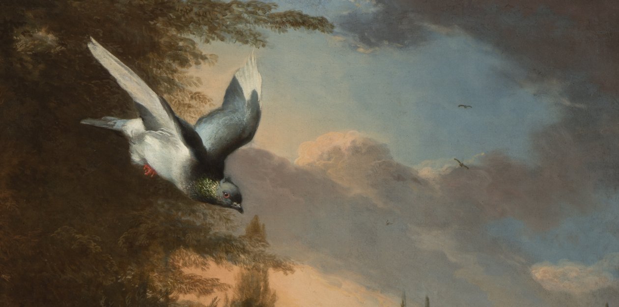 Detalj fra Menagerie, ca. 1680 (olje på lerret) av Melchior de Hondecoeter
