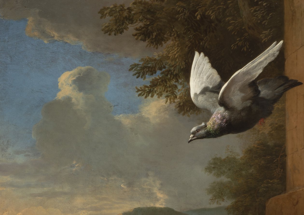 Detalj fra Menagerie, ca. 1680 (olje på lerret) av Melchior de Hondecoeter
