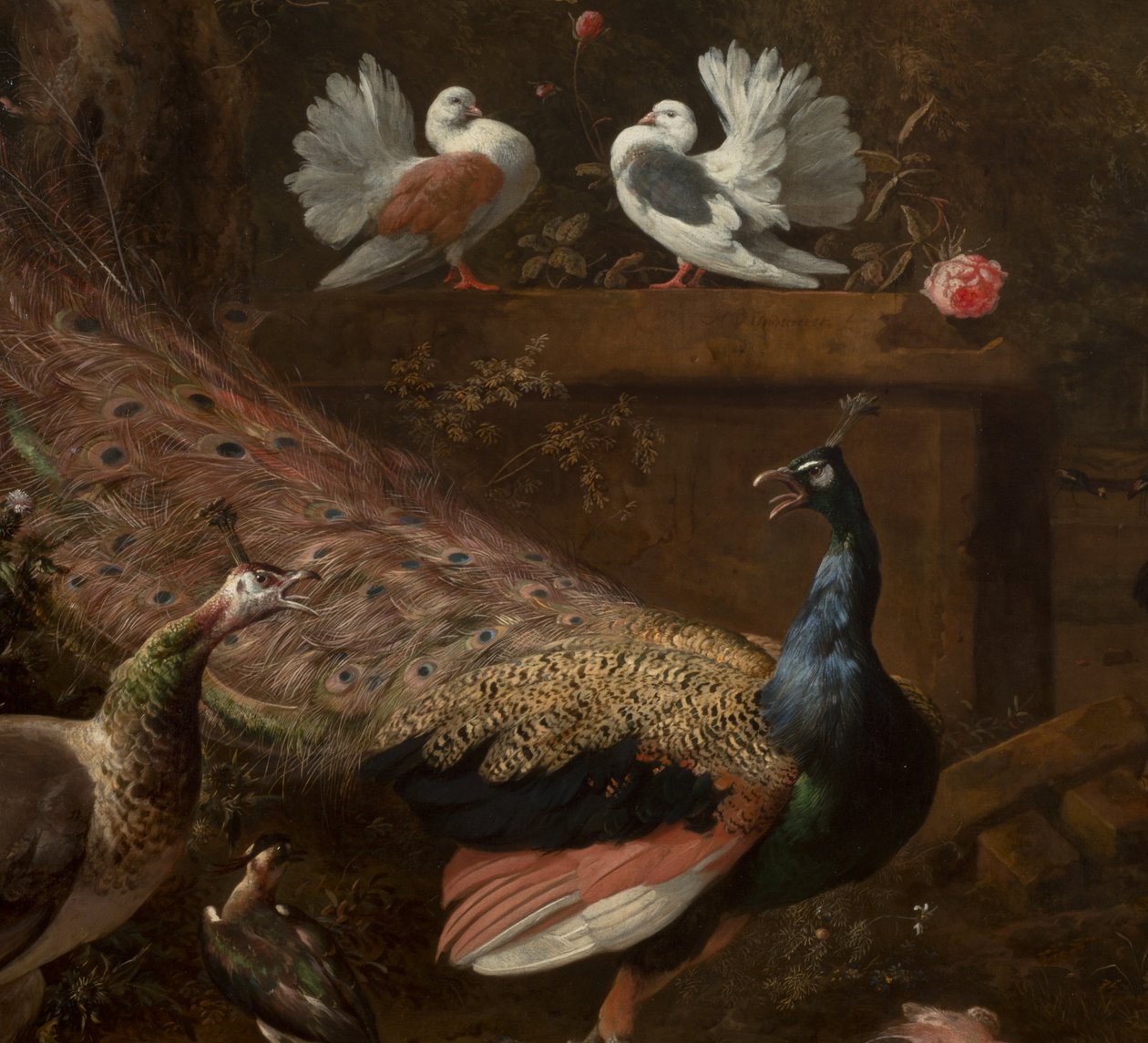 Detalj fra Menagerie, ca.1680 av Melchior de Hondecoeter