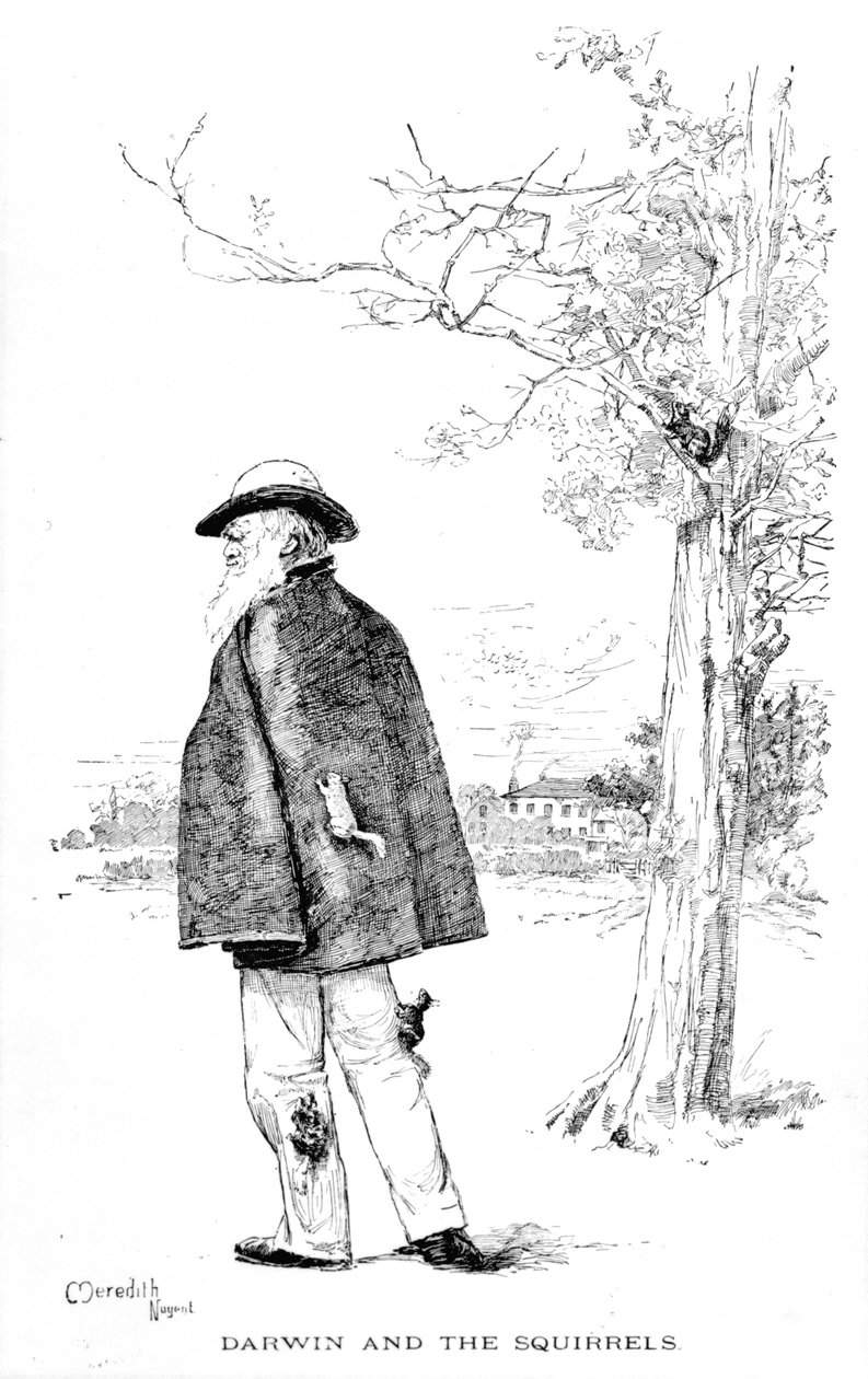 Darwin and the Squirrels, illustrasjon fra Charles Darwin, His Life and Work av Charles Frederick Holder, 1899 av Meredith Nugent