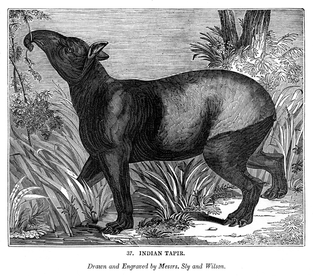 Indisk Tapir, 1843 av Messrs Sly and Wilson