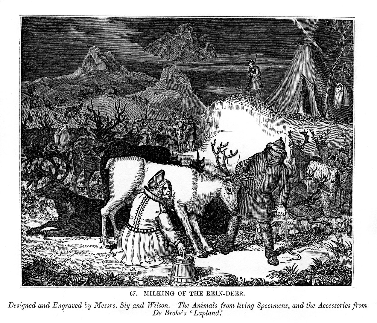 Melking av reinsdyret, 1843 av Messrs Sly and Wilson