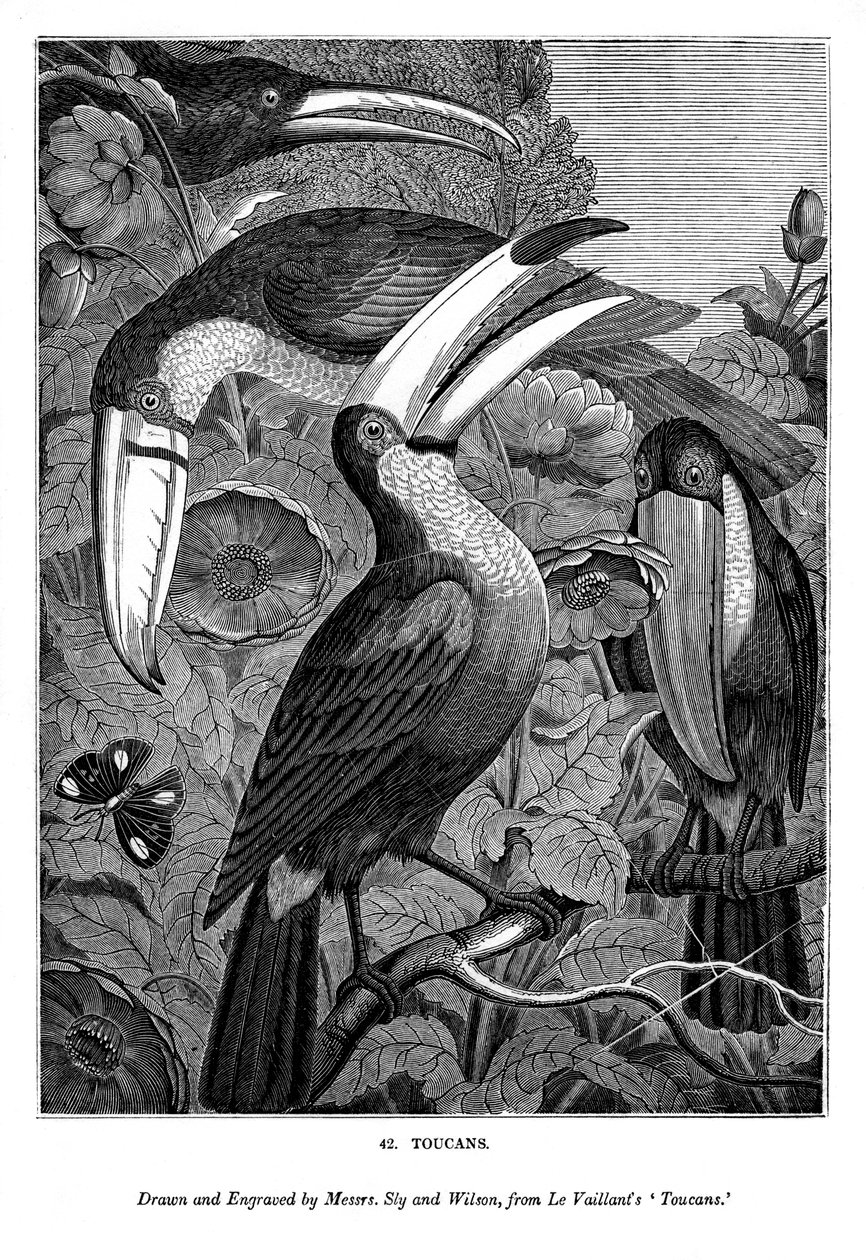 Tukaner, c1770-1820 1843 av Messrs Sly and Wilson