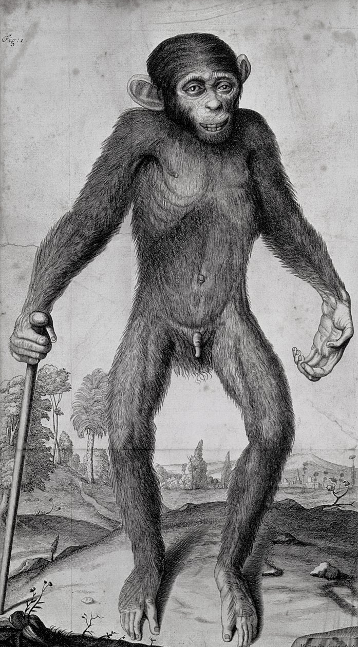 Sjimpanse, 1699 av Michael van der Gucht