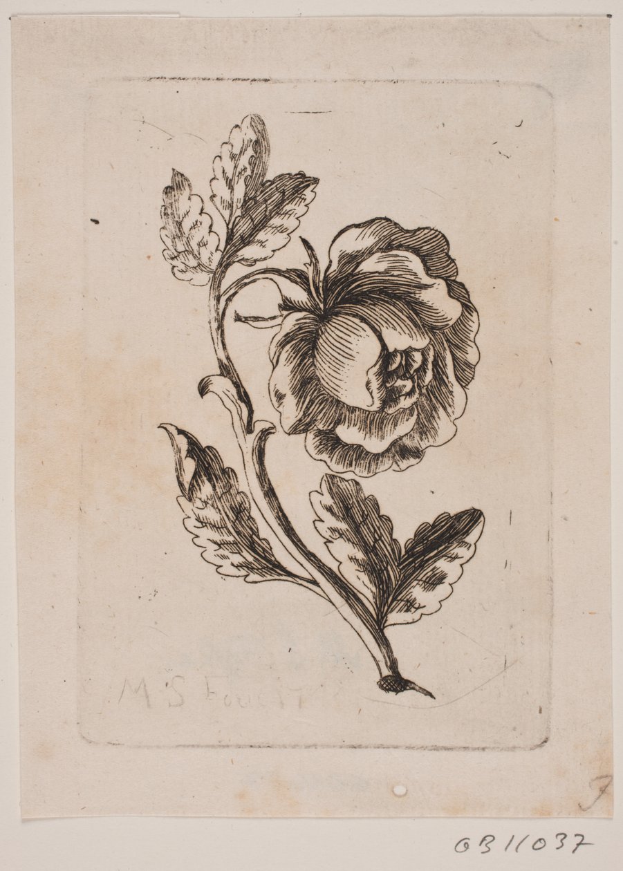 En rose av Michael Fosie