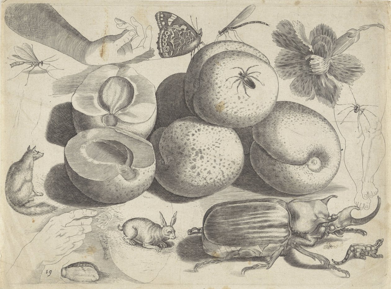 Studieark med tegningseksempler: frukt, dyr, insekter og hender Tegneeksempler (serietittel) av Michael Snijders