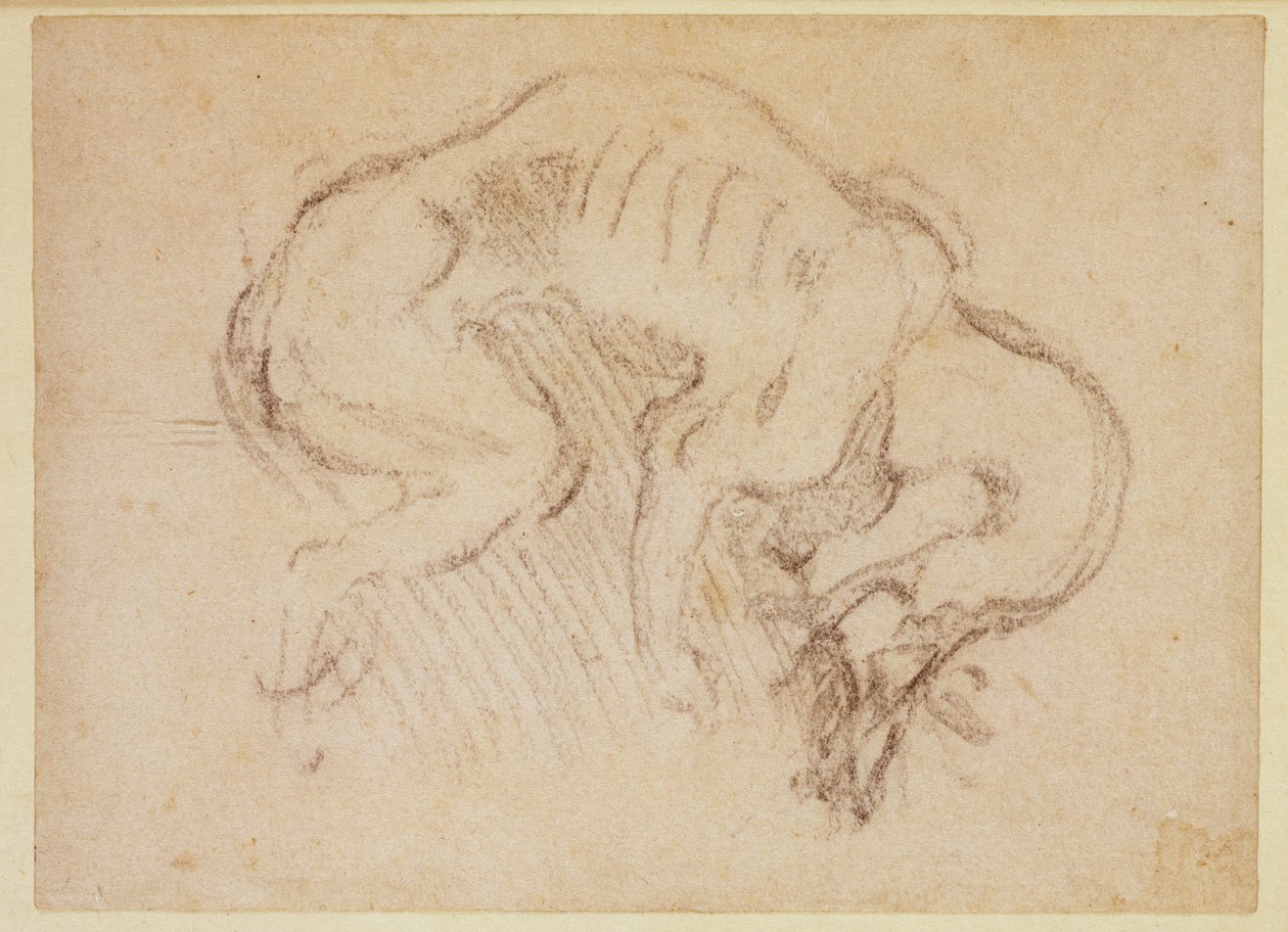 Studie av en hund (kull på papir) (recto) av Michelangelo Buonarroti