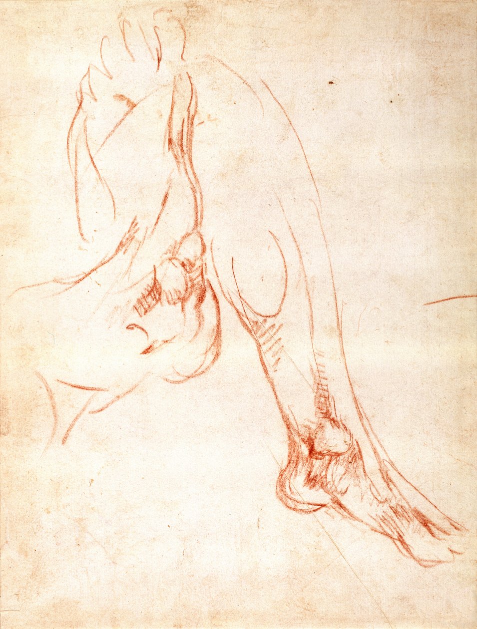 Studie av underben og fot (rødt kritt på papir) (recto) av Michelangelo Buonarroti