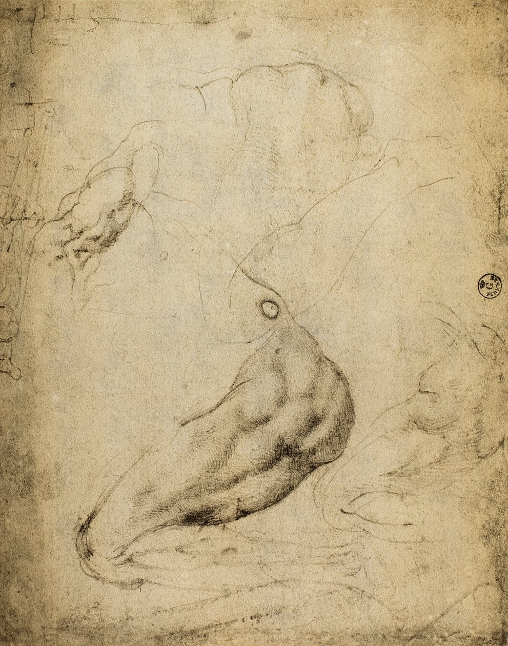 Anatomisk studie: tegning av Michelangelo bevart i Room of Drawings and Prints, Uffizi Gallery, Firenze. av Michelangelo Buonarroti