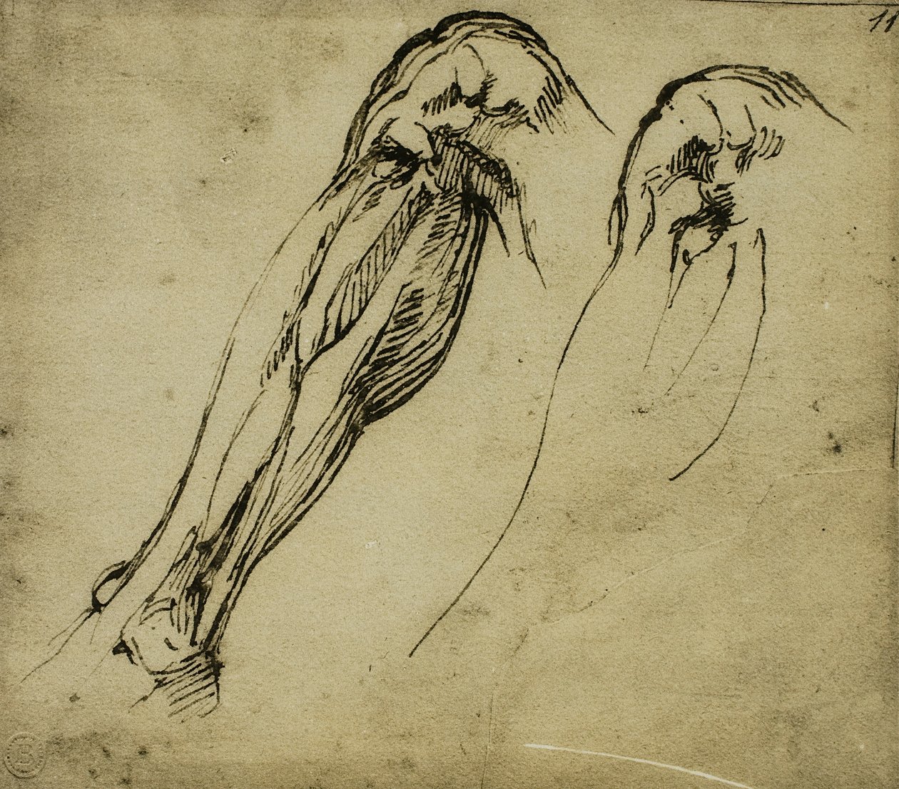 Anatomical Studies of a Leg, tegning av Michelangelo. Casa Buonarroti, Firenze av Michelangelo Buonarroti