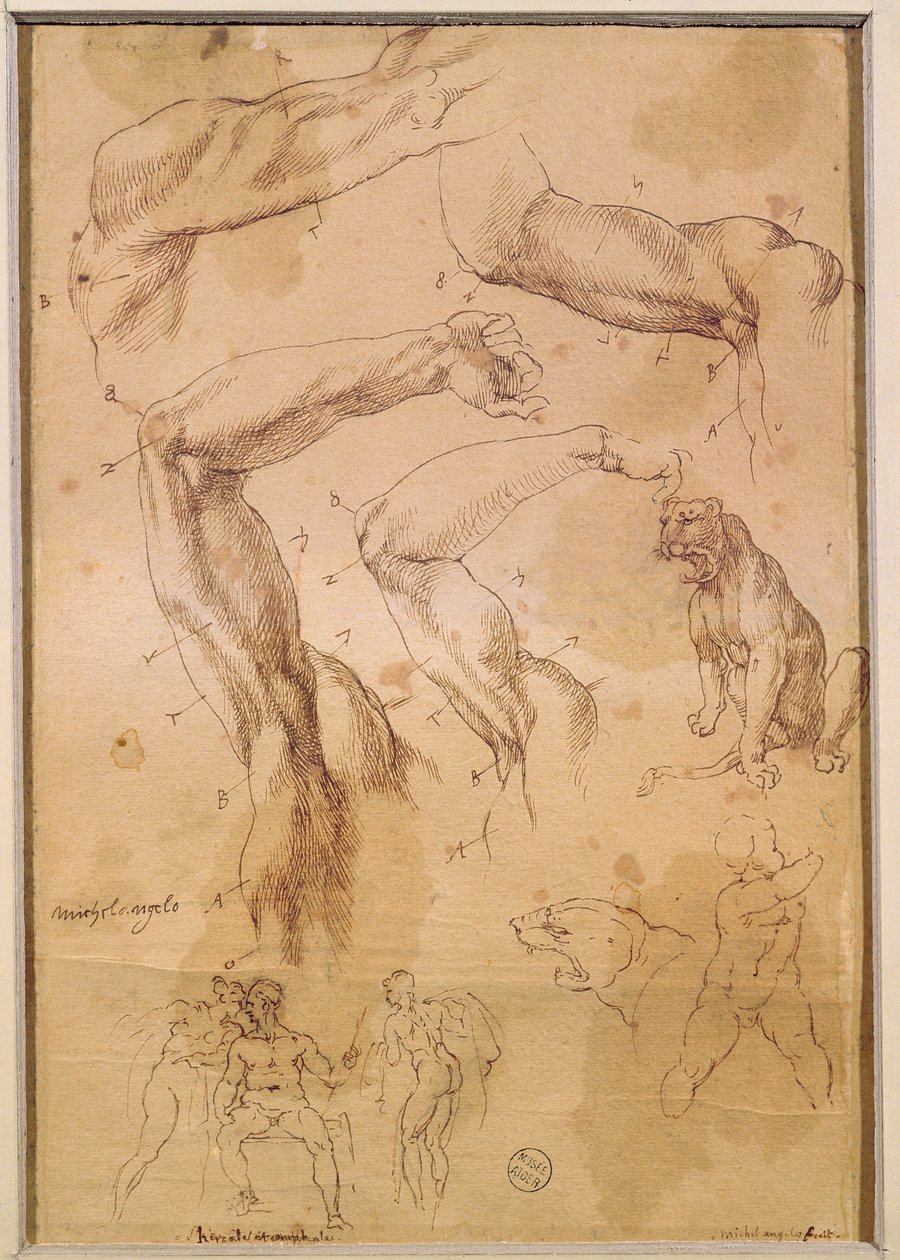 Ms H 184 fol.202 Studier av løftede armer, en villkatt og en gruppe figurer av Michelangelo Buonarroti