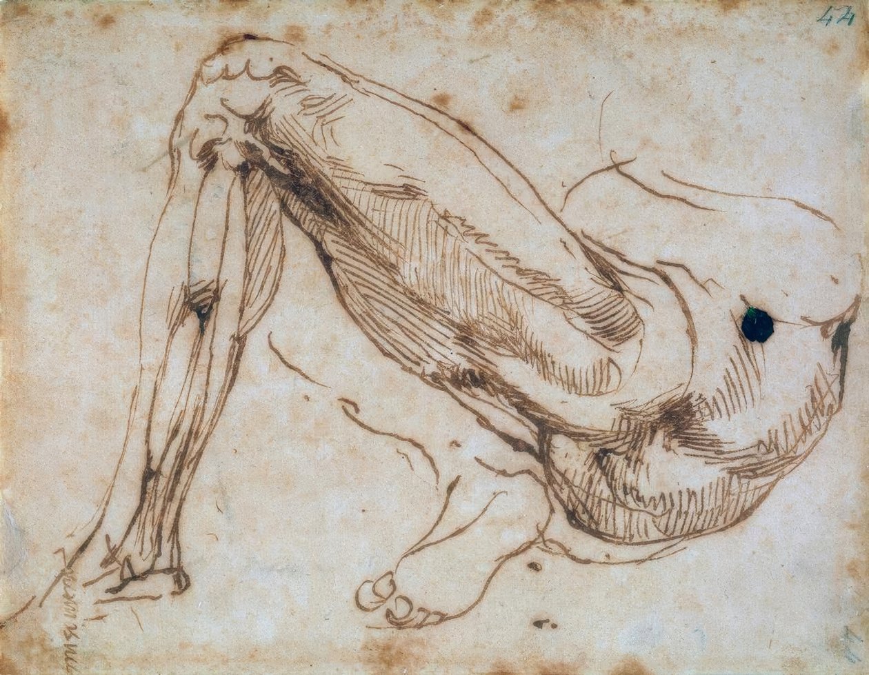 Studie av et ben av Michelangelo Buonarroti