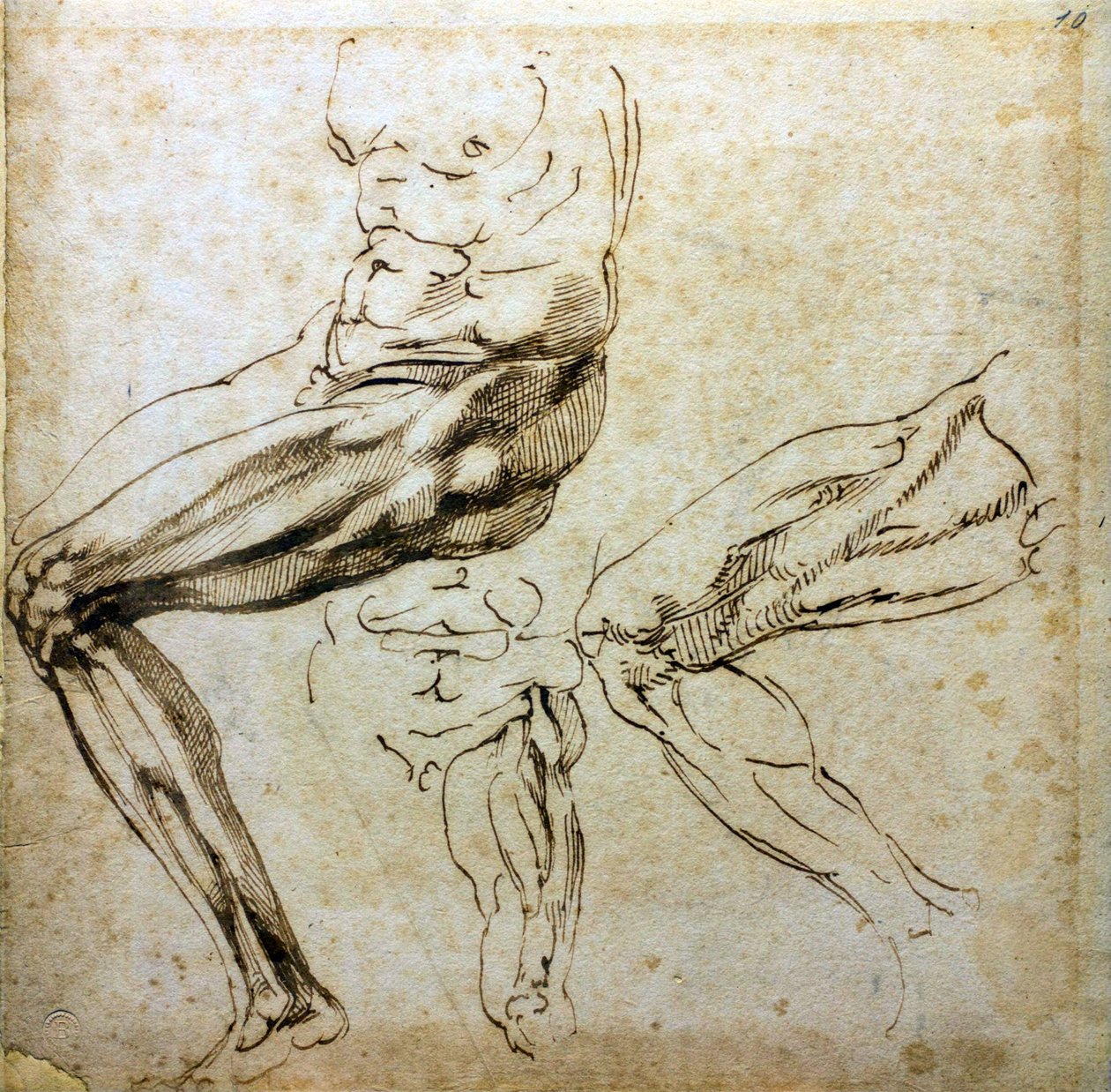 Studier av ben, 1524-1525 av Michelangelo Buonarroti