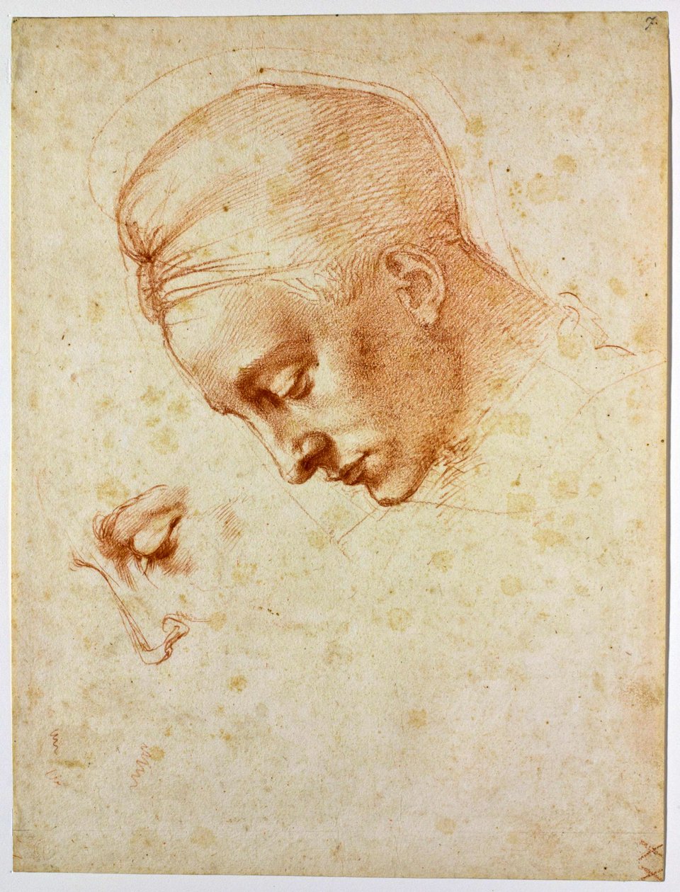 Studer til lederen av Leda, ca 1530 av Michelangelo Buonarroti